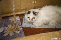 Волонтеры спасли кошек из адской квартиры, Фото: 89
