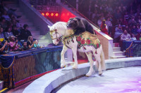 Шоу Гии Эрадзе «5 континентов» в Тульском цирке: феерия уже началась!, Фото: 48