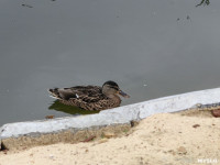 В Платоновском парке дохнут утки и рыба, Фото: 6