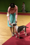 В Туле прошла выставка собак всех пород, Фото: 156