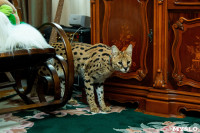 Бэби-леопард дома: зачем туляки заводят диких сервалов	, Фото: 14