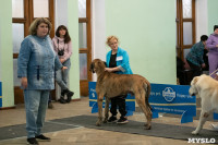 Выставка собак в Туле, Фото: 29