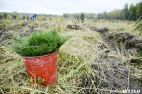 В Веневском районе высажено 24 тысячи сосен, Фото: 10