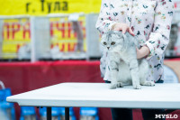 Выставка "Пряничные кошки" в ТРЦ "Макси", Фото: 29