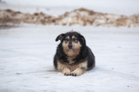 Как живет собачий патруль Туламашзавода, Фото: 8