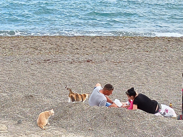 Море, кошки, любовь 💞