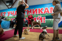 В Туле прошла выставка собак всех пород, Фото: 99