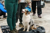 Сиба-ину, шпицы и алабаи: в Туле состоялась выставка собак, Фото: 59