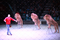 Новая программа в Тульском цирке «Нильские львы». 12 марта 2014, Фото: 25