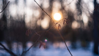 Аномально теплая зима - 2020 в Туле, Фото: 10