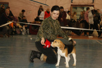 В Туле прошла всероссийская выставка собак, Фото: 51
