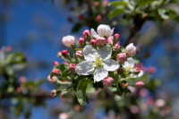 В Туле зацвели яблони, Фото: 3