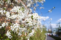 Цветочное настроение в Туле, Фото: 21