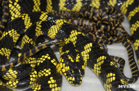 В Тульском экзотариуме на свет появились уникальные змейки бойги, Фото: 3