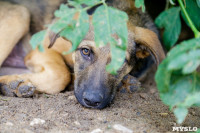 Собаки на тульской метеостанции, Фото: 6