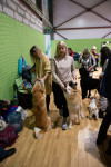В Туле прошла выставка собак всех пород, Фото: 42