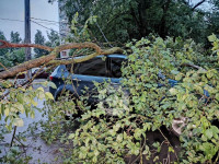 Поваленные деревья на ул. Пузакова, Фото: 17