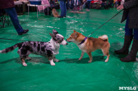 Выставка собак в Туле, Фото: 87