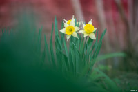 Аномальное цветение апреля: в Туле уже распустилась черемуха, Фото: 15