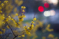 В Туле зацвела вишня и тюльпаны, Фото: 31