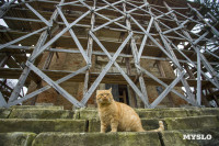 Храм Спаса Нерукотворного Образа, Фото: 32