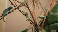 Хамелеончики в экзотариуме, Фото: 10