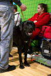 В Туле прошла выставка собак всех пород, Фото: 3