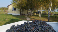 Виноград с южных склонов Дубны: как работает необычная семейная ферма в Тульской области, Фото: 64