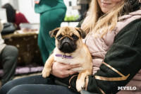 Сиба-ину, шпицы и алабаи: в Туле состоялась выставка собак, Фото: 70