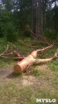 В Алексине спиливают деревья на охраняемой природной территории, Фото: 6