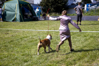 В Туле прошла выставка собак всех пород: фоторепортаж, Фото: 23