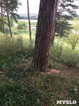В Алексине спиливают деревья на охраняемой природной территории, Фото: 5