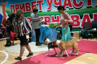 В Туле прошла выставка собак всех пород, Фото: 133