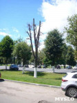 «Сушняк-2019 Тула». Городской хит-парад засохших деревьев, Фото: 144