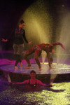 Aqua Show в Тульском цирке, Фото: 11