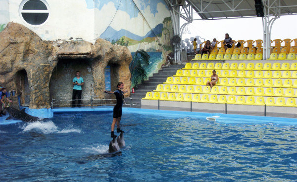 Одесский дельфинарий. 2013г.