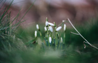 Подснежники в феврале: весна идет!, Фото: 35