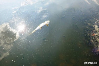 Отравленный пруд в Апасово, Фото: 5