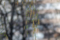 Аномальное цветение апреля: в Туле уже распустилась черемуха, Фото: 38