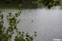 Туляки сообщают о массовой гибели уток в Платоновском парке, Фото: 4