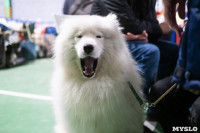 Выставка собак в Туле 24.11, Фото: 144