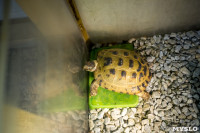 Черепахи в экзотариуме, Фото: 14