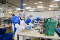 Дмитрий Миляев посетил предприятие по производству замороженной рыбы и полуфабрикатов, Фото: 5