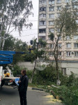 Читатель о вырубке деревьев на ул. Революции: «Была красивая зеленая улица, а теперь…», Фото: 7