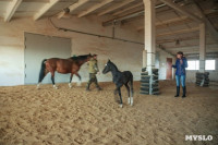 «Куликово поле» объявляет конкурс на лучшее имя для маленькой лошадки, Фото: 2