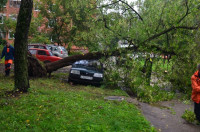 На автомобиль упало дерево, Фото: 2