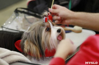 В Туле прошла Всероссийская выставка собак всех пород, Фото: 27