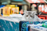 Выставка кошек "Конфетти", Фото: 61