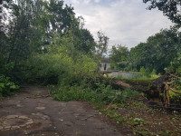 В Туле из-за сильного ветра упали деревья, Фото: 2