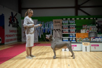 В Туле прошла выставка собак всех пород, Фото: 131